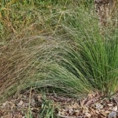 Nassella trichotoma (Serrated Tussock) at Isaacs Ridge and Nearby - 16 Dec 2023 by Mike