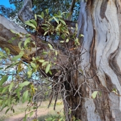 Muellerina eucalyptoides (Creeping Mistletoe) at Isaacs Ridge - 16 Dec 2023 by Mike