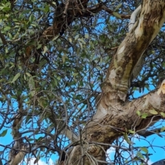 Muellerina eucalyptoides at Isaacs Ridge and Nearby - 17 Dec 2023