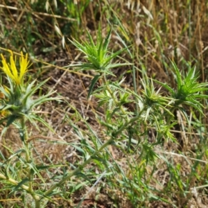 Carthamus lanatus at Isaacs Ridge - 17 Dec 2023 09:41 AM