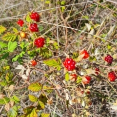 Rubus parvifolius (Native Raspberry) at Isaacs Ridge - 16 Dec 2023 by Mike