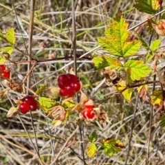 Rubus parvifolius at Isaacs Ridge - 17 Dec 2023