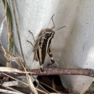 Macrotona australis (Common Macrotona Grasshopper) at Lyons, ACT - 17 Dec 2023 by ran452