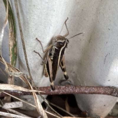 Macrotona australis (Common Macrotona Grasshopper) at Lyons, ACT - 16 Dec 2023 by ran452