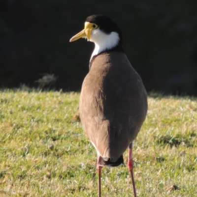 Vanellus miles (Masked Lapwing) at Merimbula, NSW - 10 Oct 2023 by michaelb