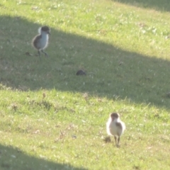 Vanellus miles at Merimbula, NSW - 10 Oct 2023