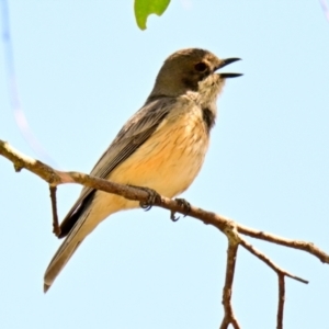 Pachycephala rufiventris at The Pinnacle - 17 Dec 2023 10:16 AM