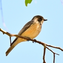 Pachycephala rufiventris at The Pinnacle - 17 Dec 2023