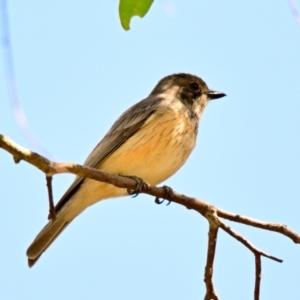 Pachycephala rufiventris at The Pinnacle - 17 Dec 2023 10:16 AM