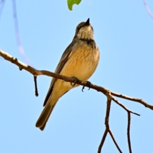 Pachycephala rufiventris at The Pinnacle - 17 Dec 2023