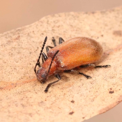 Ecnolagria grandis (Honeybrown beetle) at Bruce Ridge to Gossan Hill - 22 Oct 2023 by ConBoekel