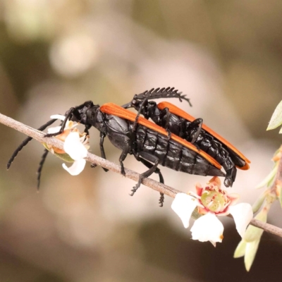 Porrostoma rhipidium (Long-nosed Lycid (Net-winged) beetle) at Bruce Ridge to Gossan Hill - 23 Oct 2023 by ConBoekel