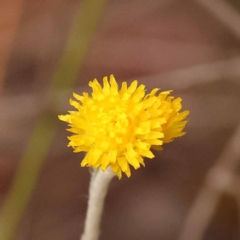 Chrysocephalum apiculatum (Common Everlasting) at Bruce, ACT - 22 Oct 2023 by ConBoekel