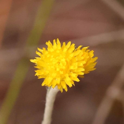 Chrysocephalum apiculatum (Common Everlasting) at Bruce Ridge - 23 Oct 2023 by ConBoekel