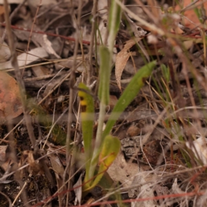 Chrysocephalum apiculatum at Bruce Ridge to Gossan Hill - 23 Oct 2023