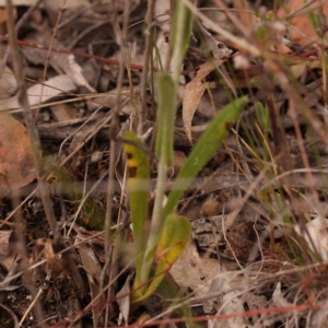 Chrysocephalum apiculatum at Bruce Ridge to Gossan Hill - 23 Oct 2023 09:09 AM