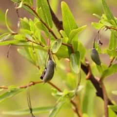 Billardiera heterophylla (Western Australian Bluebell Creeper) at Bruce Ridge - 22 Oct 2023 by ConBoekel