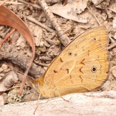 Heteronympha merope (Common Brown Butterfly) at Bruce, ACT - 22 Oct 2023 by ConBoekel
