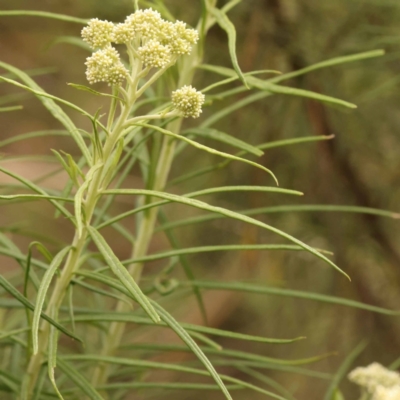 Cassinia longifolia (Shiny Cassinia, Cauliflower Bush) at Bruce Ridge - 22 Oct 2023 by ConBoekel