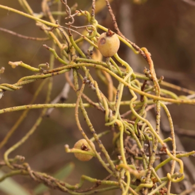 Cassytha pubescens (Devil's Twine) at Bruce, ACT - 22 Oct 2023 by ConBoekel