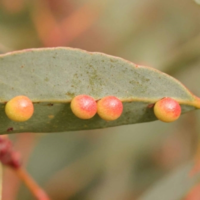 Leptocybe invasa (Eucalyptus Stem Gall Wasp) at Bruce Ridge to Gossan Hill - 23 Oct 2023 by ConBoekel