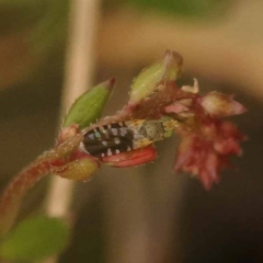 Spathulina acroleuca (A seed fly) at Bruce Ridge - 22 Oct 2023 by ConBoekel