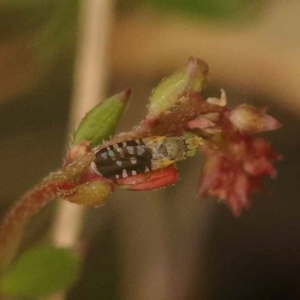 Spathulina acroleuca at Bruce Ridge to Gossan Hill - 23 Oct 2023