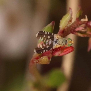 Spathulina acroleuca at Bruce Ridge to Gossan Hill - 23 Oct 2023