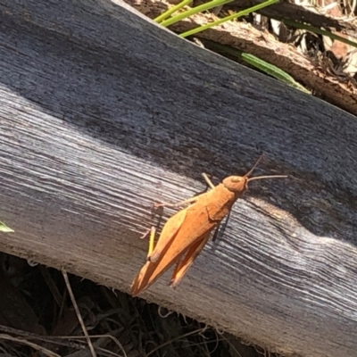 Goniaea australasiae (Gumleaf grasshopper) at Farrer Ridge - 15 Dec 2023 by melchapman