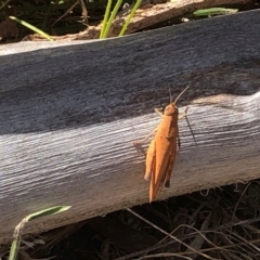 Goniaea australasiae at Farrer Ridge NR  (FAR) - 15 Dec 2023