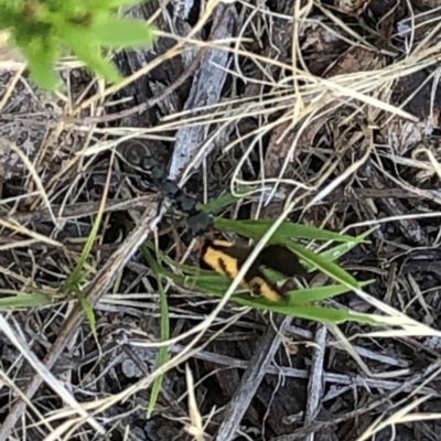 Unidentified Tiger moth (Arctiinae) at Farrer Ridge NR  (FAR) - 15 Dec 2023 by melchapman