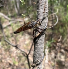 Asilidae (family) (Unidentified Robber fly) at Tuggeranong, ACT - 15 Dec 2023 by melchapman