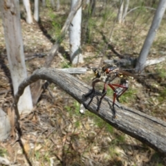 Asilidae (family) at Farrer Ridge NR  (FAR) - 15 Dec 2023