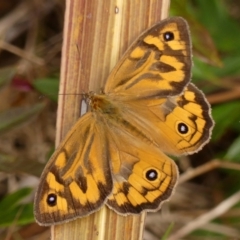 Heteronympha merope (Common Brown Butterfly) at Braemar - 12 Dec 2023 by Curiosity