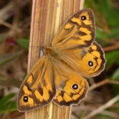 Heteronympha merope (Common Brown Butterfly) at Braemar, NSW - 12 Dec 2023 by Curiosity