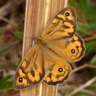 Heteronympha merope (Common Brown Butterfly) at Braemar, NSW - 12 Dec 2023 by Curiosity