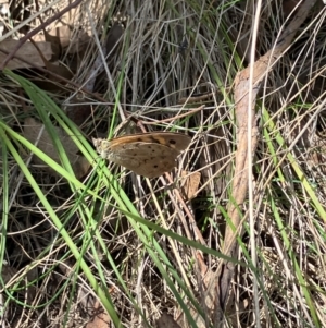 Heteronympha merope at Farrer Ridge NR  (FAR) - 15 Dec 2023 03:16 PM