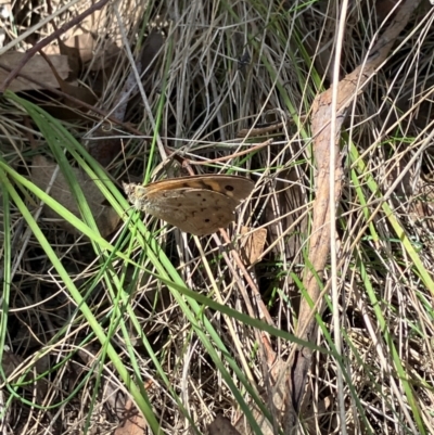 Heteronympha merope (Common Brown Butterfly) at Tuggeranong, ACT - 15 Dec 2023 by melchapman