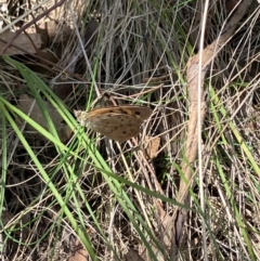 Heteronympha merope (Common Brown Butterfly) at Tuggeranong, ACT - 15 Dec 2023 by melchapman