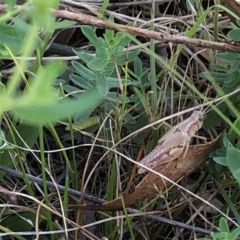 Phaulacridium vittatum (Wingless Grasshopper) at Farrer Ridge NR  (FAR) - 15 Dec 2023 by melchapman