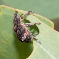 Oxyops fasciatus (A weevil) at Kuringa Woodlands - 14 Feb 2023 by AlisonMilton