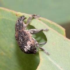 Oxyops fasciatus at Kuringa Woodland (CPP) - 14 Feb 2023