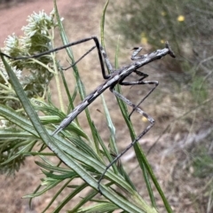 Archimantis latistyla at Mount Majura - 17 Dec 2023 by Pirom