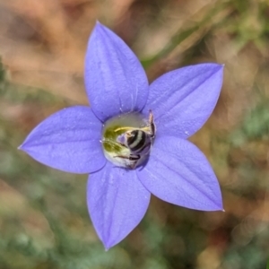 Lasioglossum (Chilalictus) sp. (genus & subgenus) at Page, ACT - suppressed