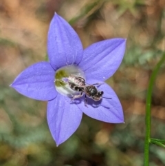 Lasioglossum (Chilalictus) sp. (genus & subgenus) at Page, ACT - suppressed