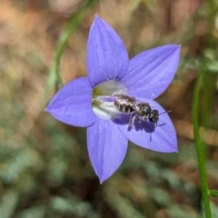 Lasioglossum (Chilalictus) sp. (genus & subgenus) at Page, ACT - suppressed