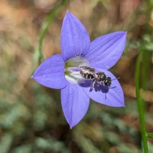 Lasioglossum (Chilalictus) sp. (genus & subgenus) at Page, ACT - suppressed