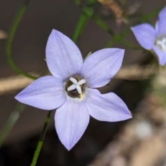 Lasioglossum (Chilalictus) sp. (genus & subgenus) at Page, ACT - 17 Dec 2023