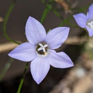 Lasioglossum (Chilalictus) sp. (genus & subgenus) at Page, ACT - suppressed