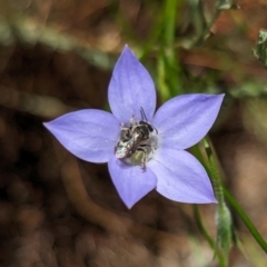 Lasioglossum (Chilalictus) sp. (genus & subgenus) at Page, ACT - suppressed